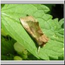 Diachrysia chrysitis - Messingeule 01.jpg